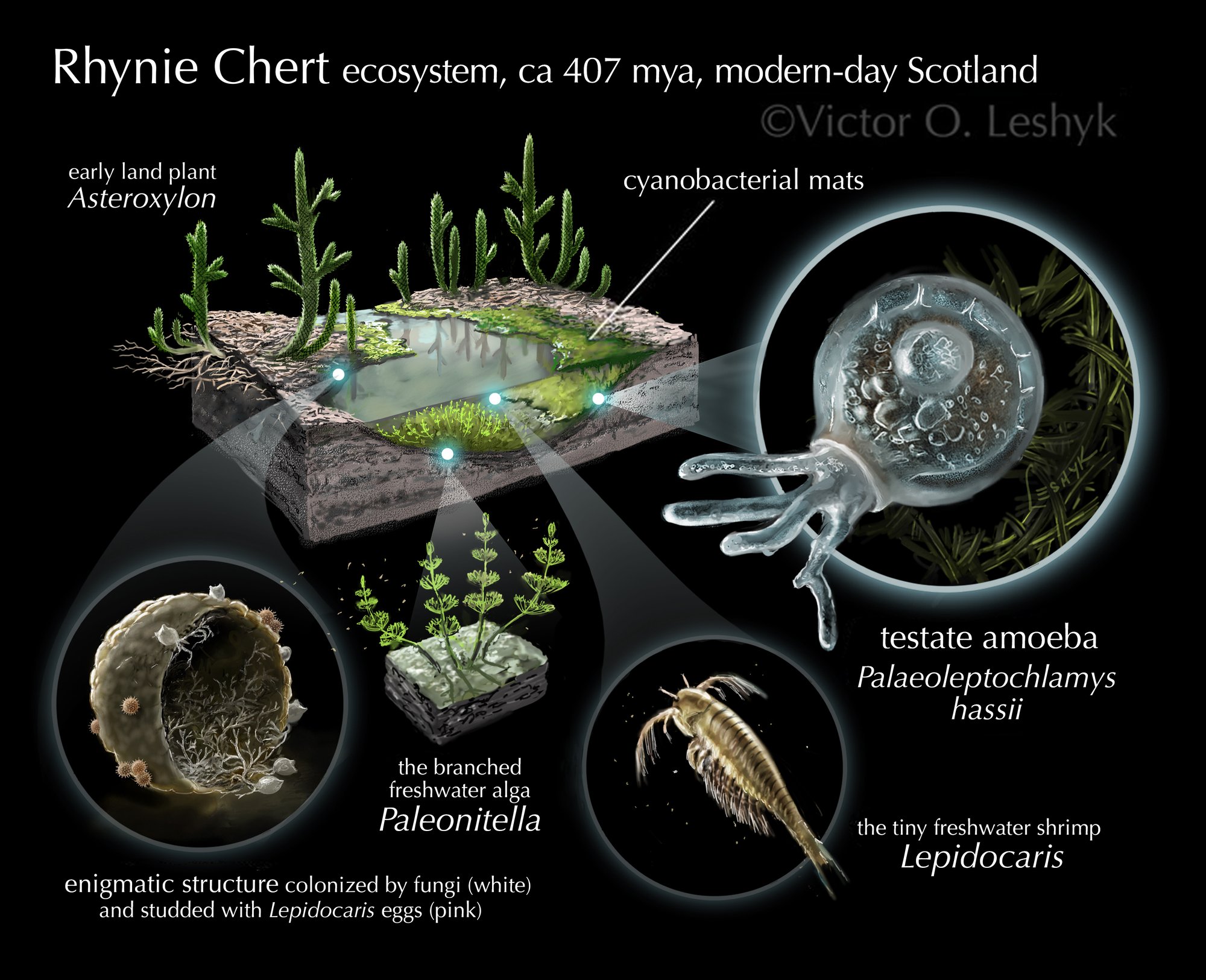 Rhynie Chert ecosystem