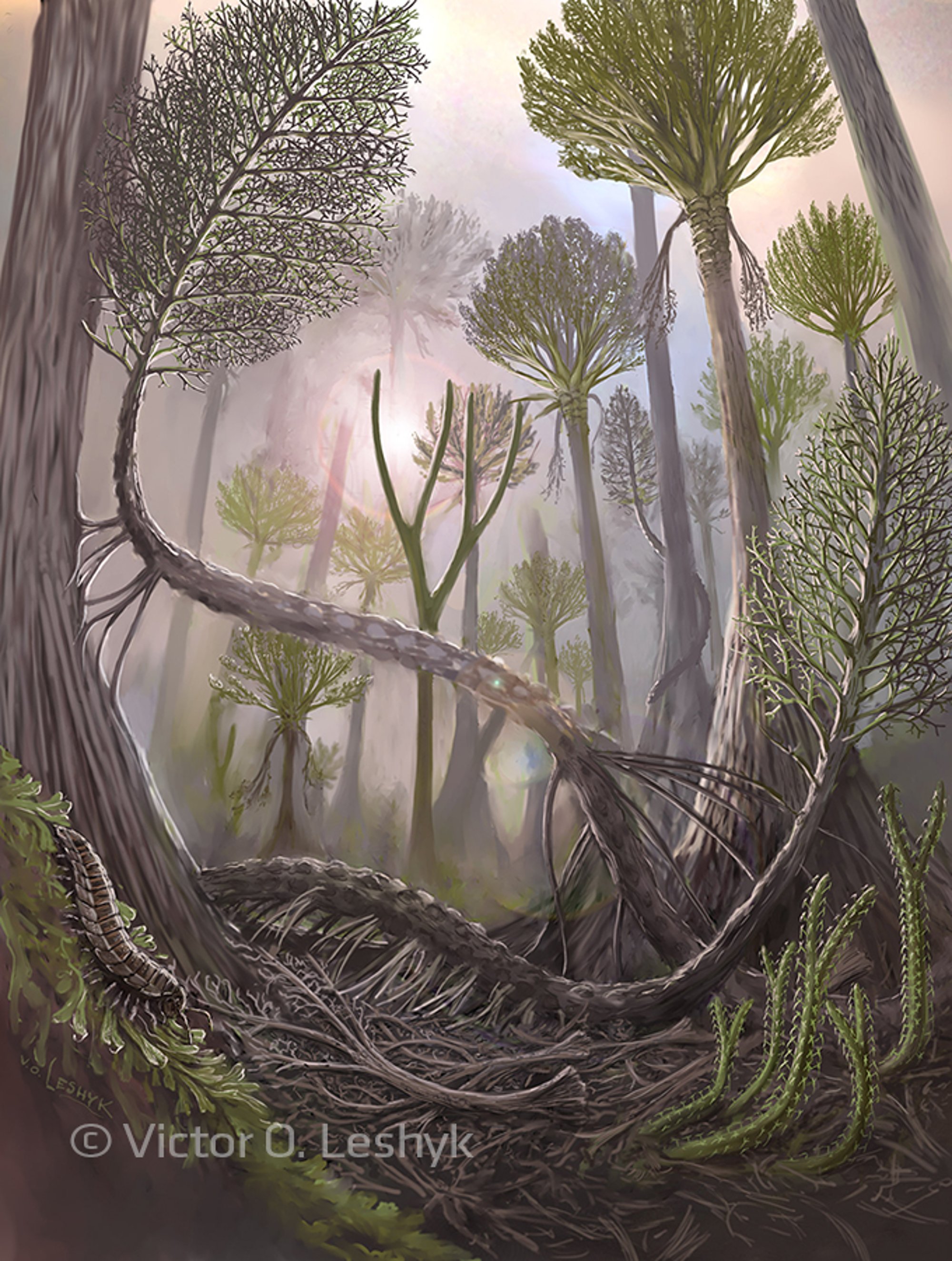 Devonian Gilboa Forest